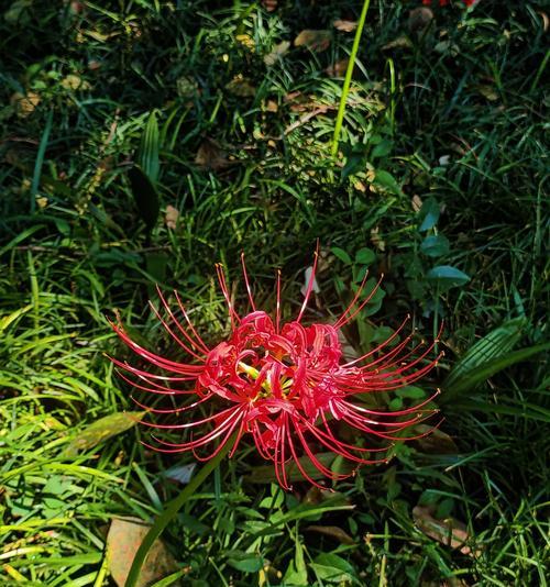 什么花代表失望？花语中表达失望情绪的花卉有哪些？
