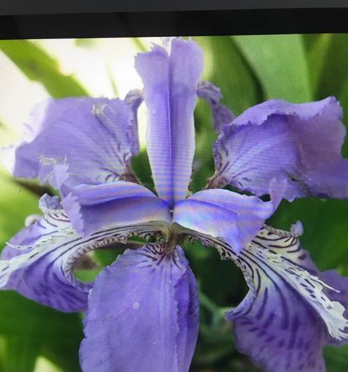 什么花代表失望？花语中表达失望情绪的花卉有哪些？