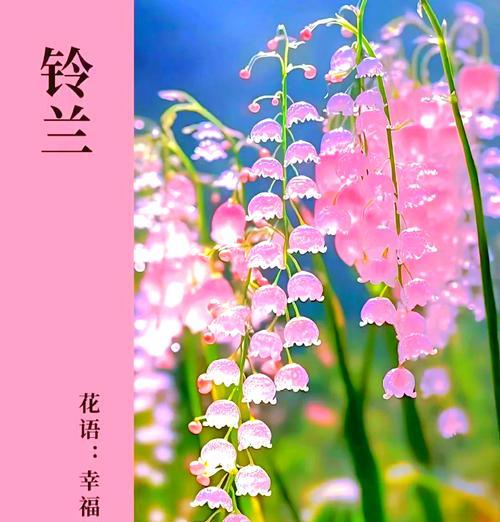 缀化花的寓意和花语是什么？如何挑选寓意吉祥的缀化花？