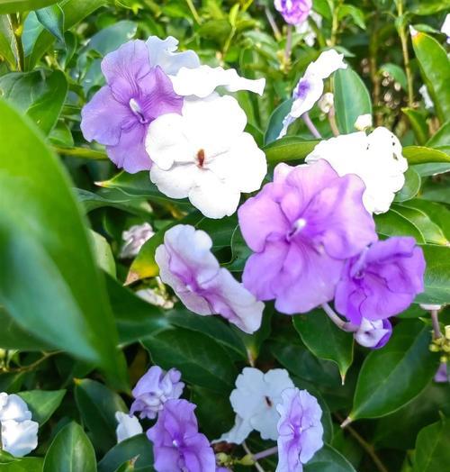 象征祝福的花有哪些花名？它们各自代表什么含义？