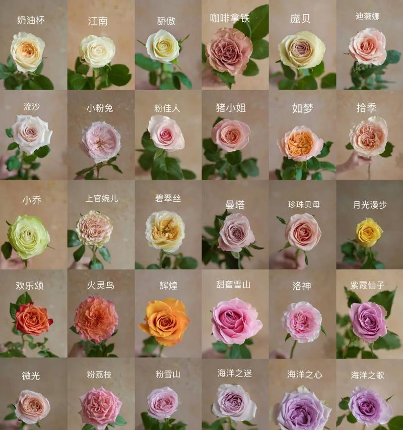 象征祝福的花有哪些花名？它们各自代表什么含义？
