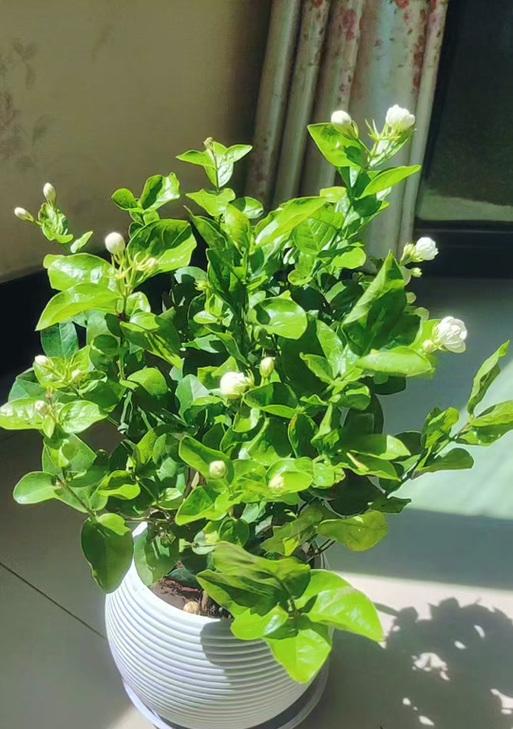 君子寓意的花指的是哪种花？它的象征意义是什么？
