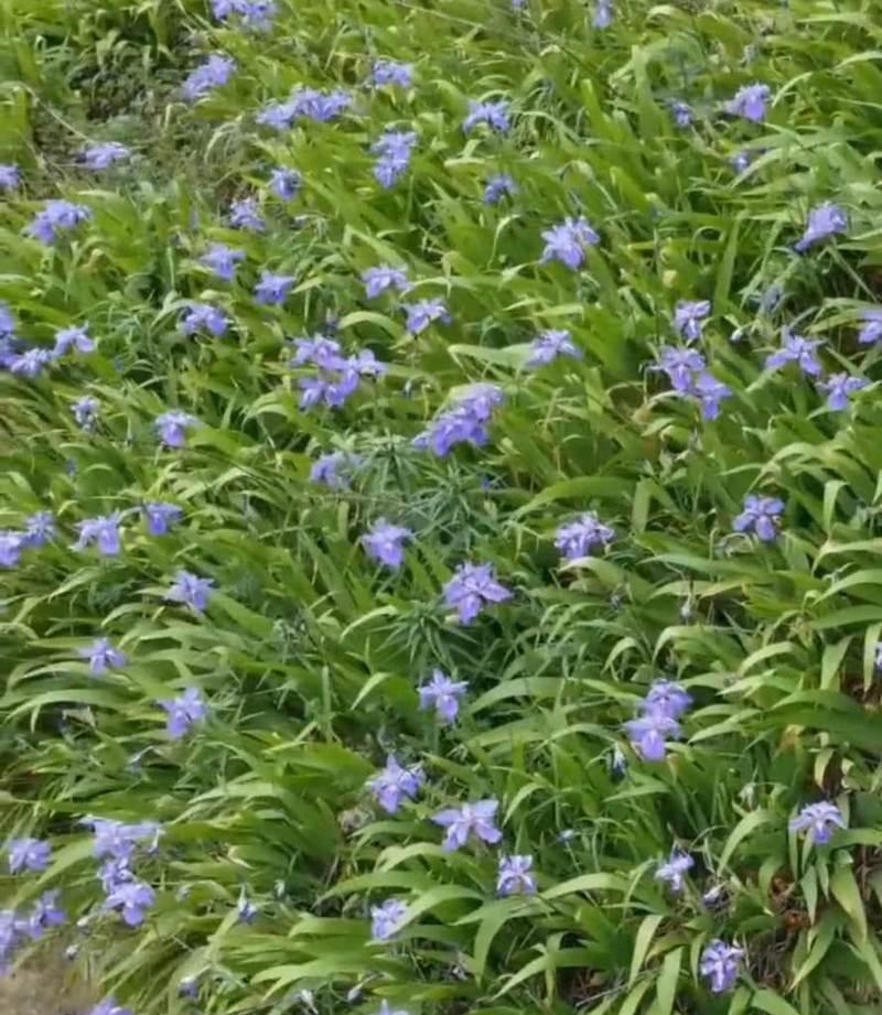 君子寓意的花指的是哪种花？它的象征意义是什么？