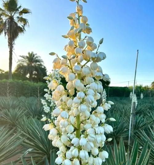君子寓意的花指的是哪种花？它的象征意义是什么？