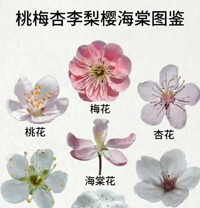 山楂花开的花语是什么？山楂花代表了哪些情感含义？