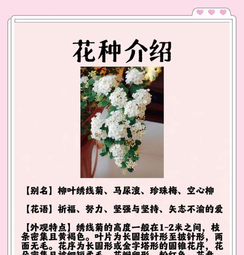 什么花语代表祈福成功？祈福成功用什么花最合适？