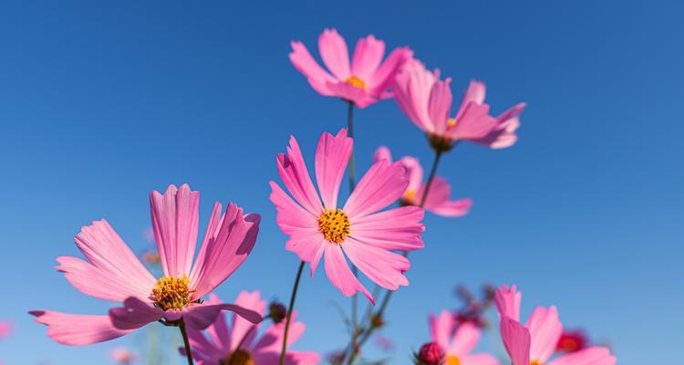 象征自由和天空的花是什么花？这种花的花语有哪些含义？