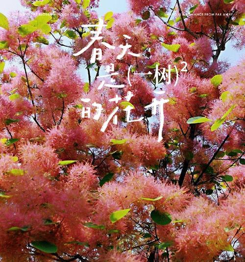 枫叶和花的寓意是什么？如何解读它们的象征意义？