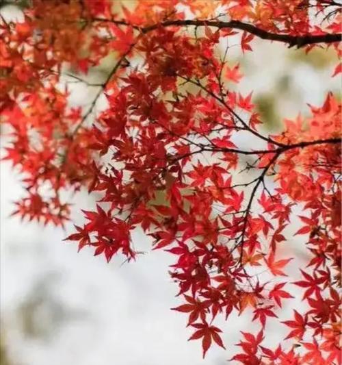 枫叶和花的寓意是什么？如何解读它们的象征意义？