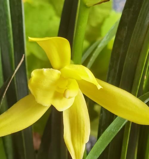 104朵花代表什么意思？花语寓意详细解读？