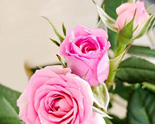 104朵花代表什么意思？花语寓意详细解读？