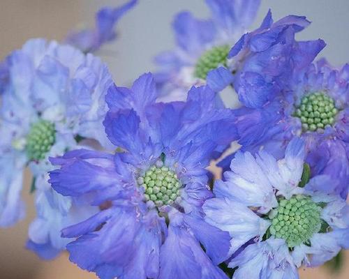 蓝盆花的真正含义是什么？花语解读常见问题解答？