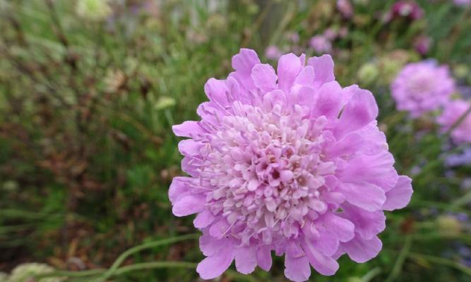蓝盆花的真正含义是什么？花语解读常见问题解答？