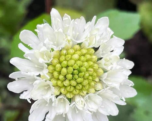 蓝盆花的真正含义是什么？花语解读常见问题解答？