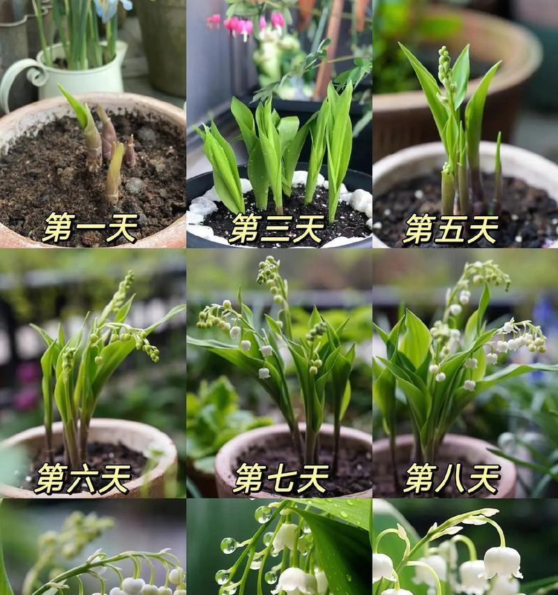 铃兰花发夹的花语是什么？购买时需要注意什么？