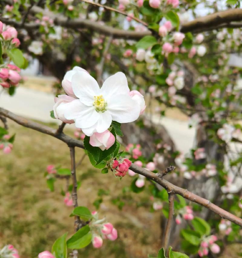 象征医生的白色花是什么？白色花的花语有哪些含义？