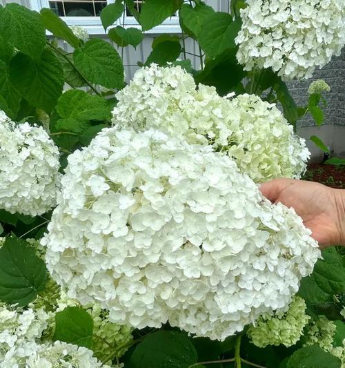 象征医生的白色花是什么？白色花的花语有哪些含义？