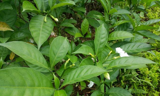 象征医生的白色花是什么？白色花的花语有哪些含义？
