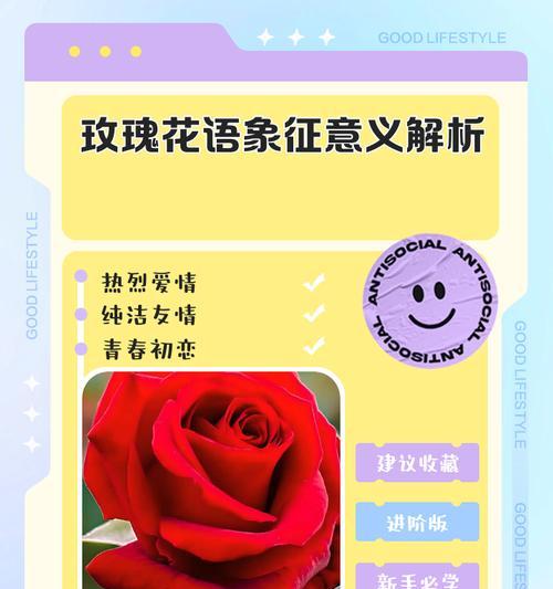玫瑰的花意象征着什么？不同颜色玫瑰代表的含义有哪些？
