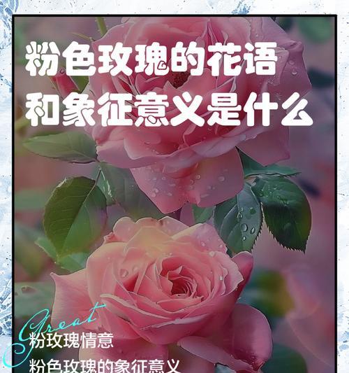 玫瑰的花意象征着什么？不同颜色玫瑰代表的含义有哪些？