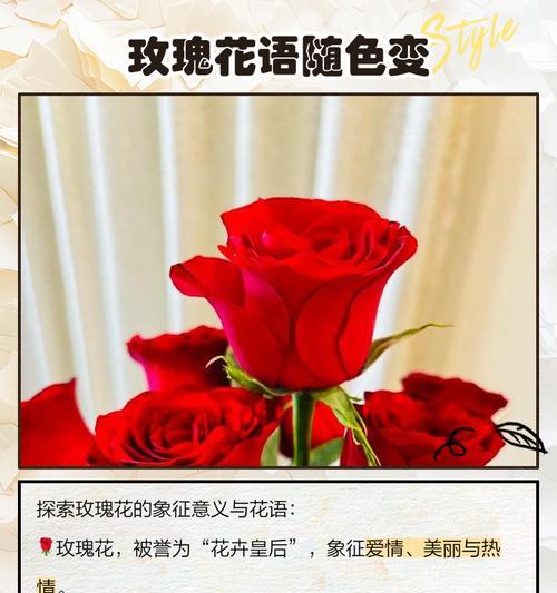 玫瑰的花意象征着什么？不同颜色玫瑰代表的含义有哪些？