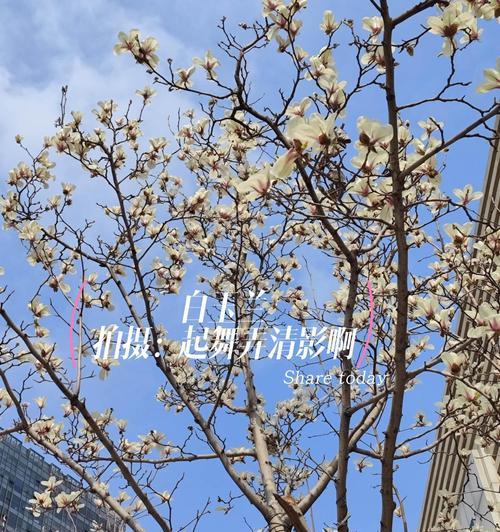 感恩树的花语是什么？如何用感恩树表达感激之情？