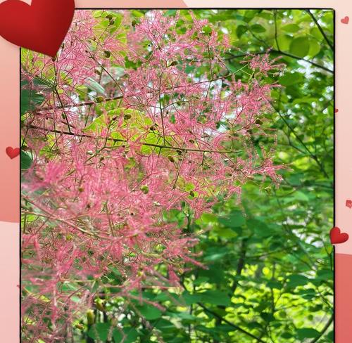 感恩树的花语是什么？如何用感恩树表达感激之情？