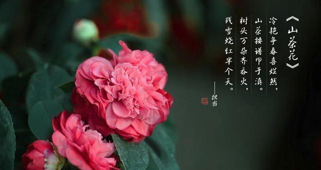 花的衣服象征着什么？花的衣服寓意有哪些？