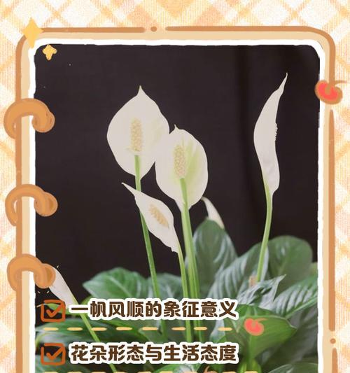 花的衣服象征着什么？花的衣服寓意有哪些？
