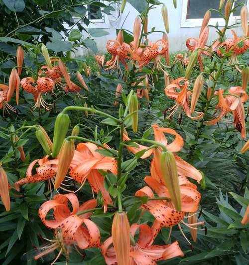 百合花什么颜色代表什么含义？不同颜色百合花的寓意是什么？