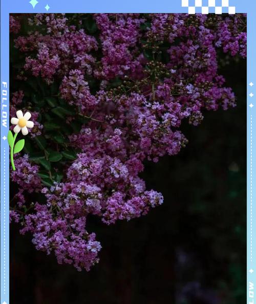独立美丽花语是什么？如何理解其深层含义？