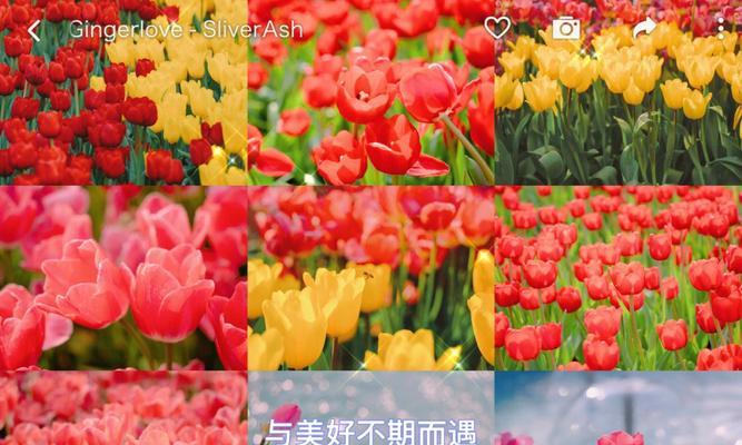 三姊妹永久花语是什么？如何表达永恒的爱意？
