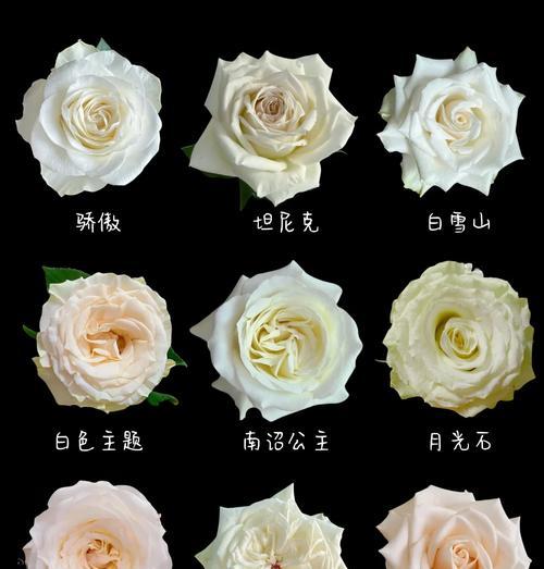 纯洁的爱花语是什么？如何表达最真挚的情感？