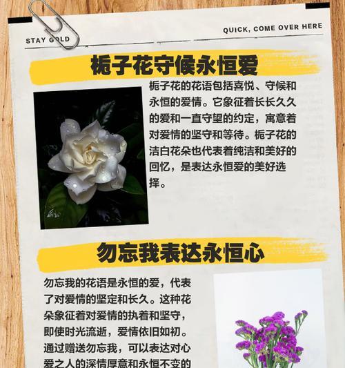 纯洁的爱花语是什么？如何表达最真挚的情感？