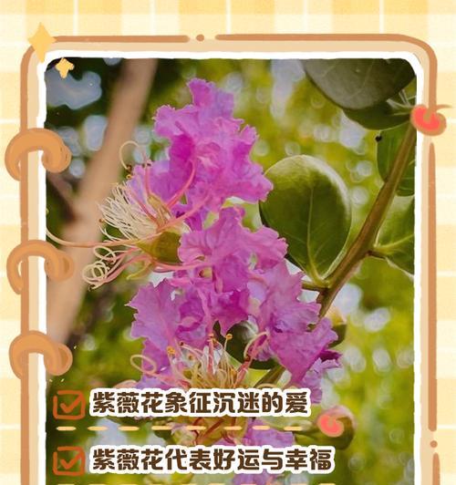 温柔优雅的花语代表什么？如何用花表达温柔与优雅？