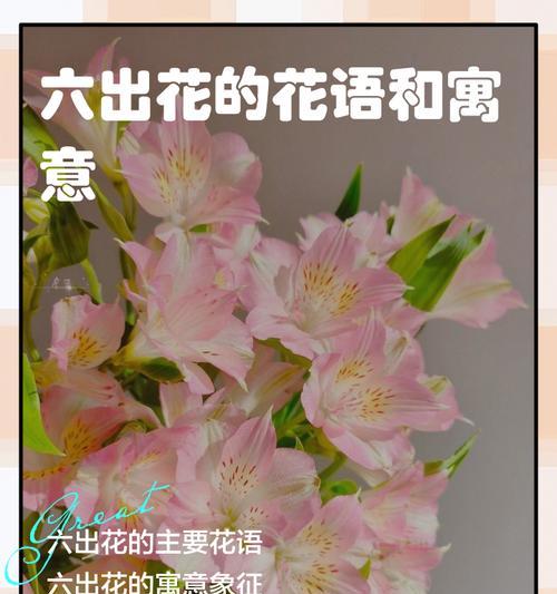 六芒星花代表什么含义？它的象征意义有哪些？