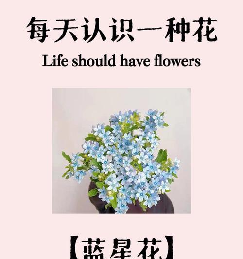 六芒星花代表什么含义？它的象征意义有哪些？