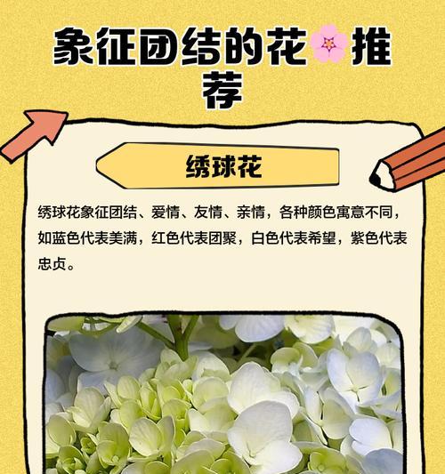 象征繁荣和团结的花是什么花？这种花的象征意义有哪些？