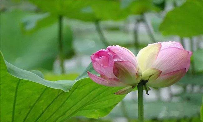荷花灯的花语是什么？荷花灯的寓意和象征意义是什么？