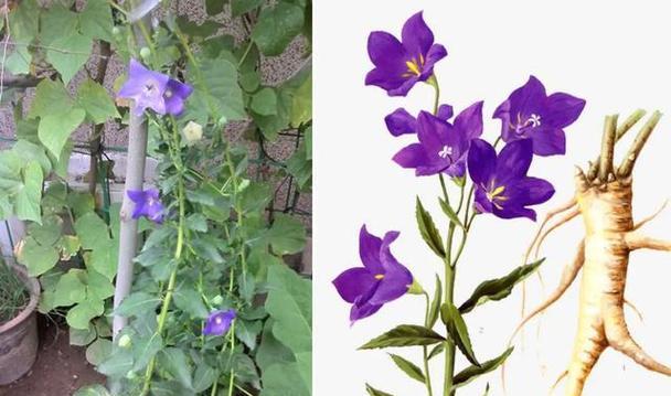 宝藏花的寓意是什么？如何正确解读宝藏花的象征意义？