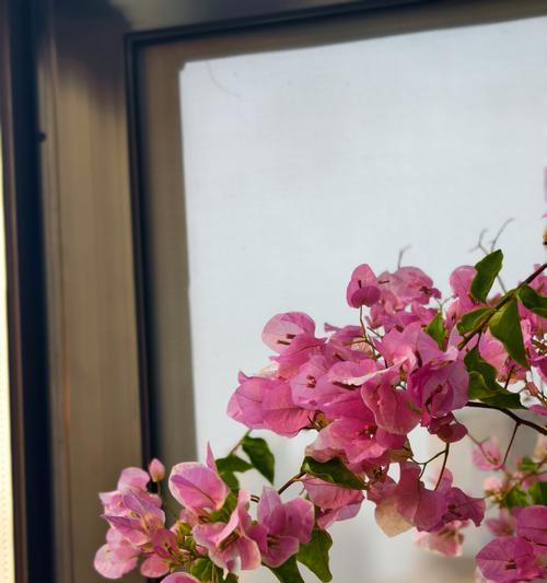 宝藏花的寓意是什么？如何正确解读宝藏花的象征意义？
