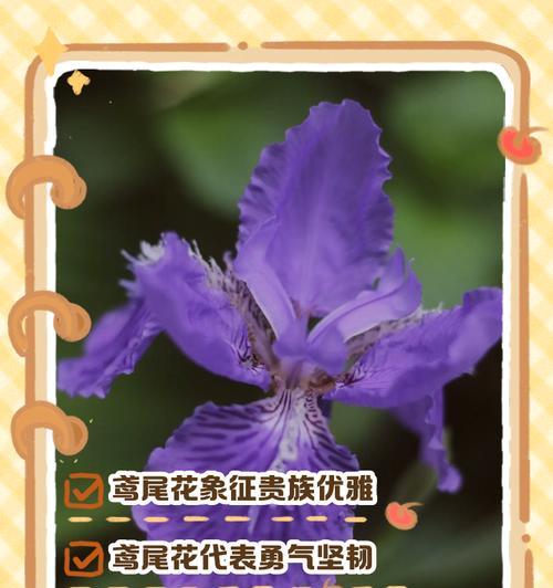 出云花的寓意和象征是什么？如何解读其文化含义？