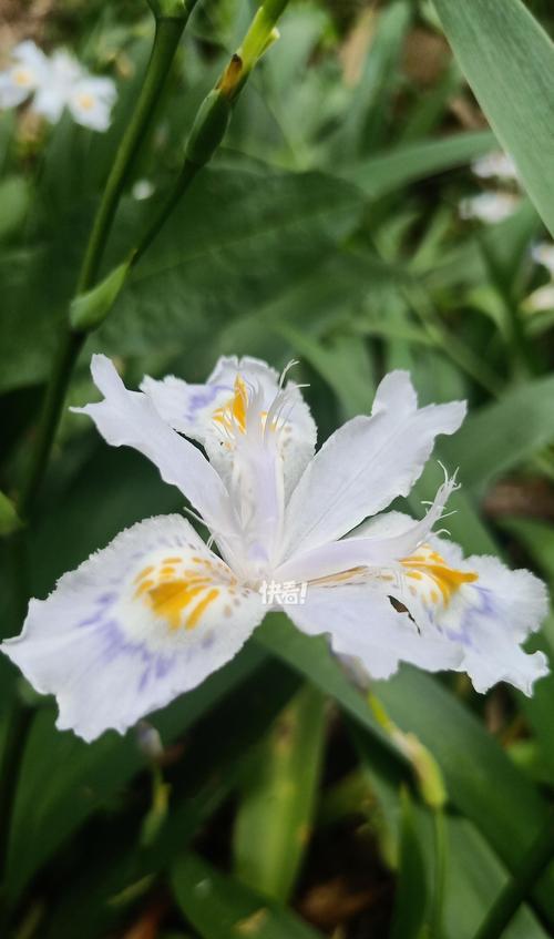 什么花象征前任的爱情终结？如何用花语表达分手的情感？
