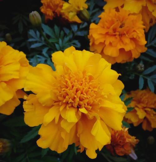 象征着友谊的花是什么颜色？友谊之花有哪些代表色？