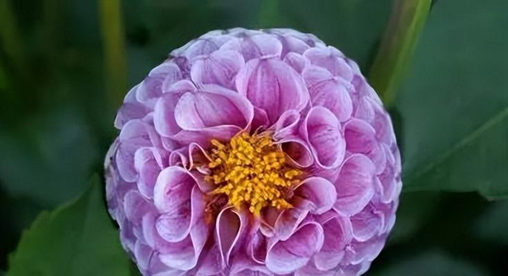 象征着友谊的花是什么颜色？友谊之花有哪些代表色？
