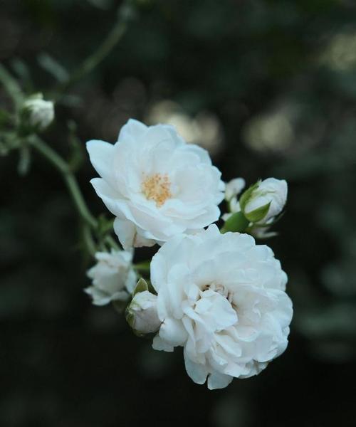 象征灵魂伴侣爱情的花是什么花？如何找到代表永恒爱情的花卉？