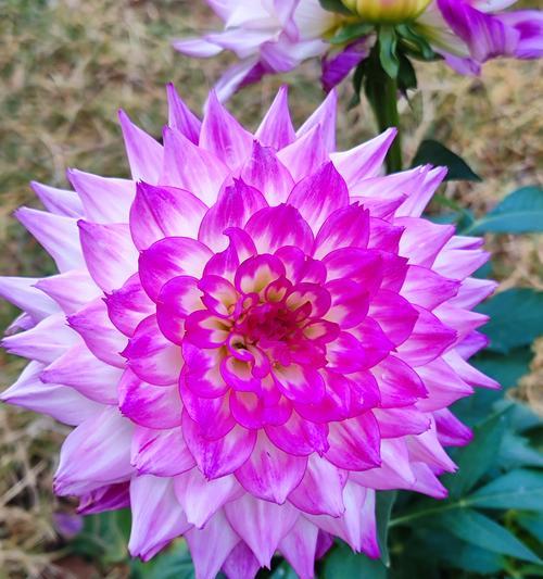 象征卑微的花朵是什么花？这种花的寓意和特点是什么？