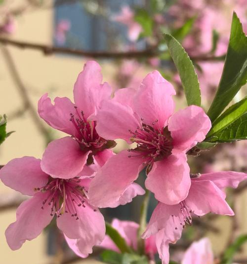 象征卑微的花朵是什么花？这种花的寓意和特点是什么？