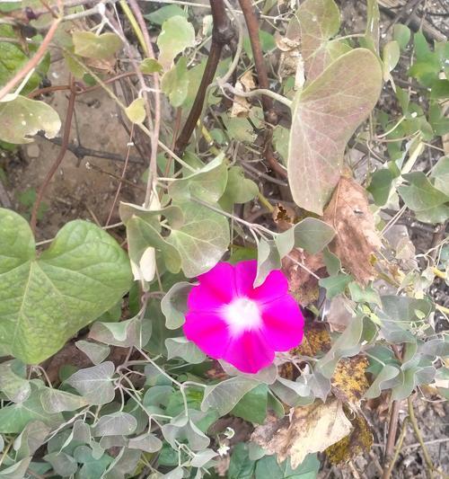 象征卑微的花朵是什么花？这种花的寓意和特点是什么？