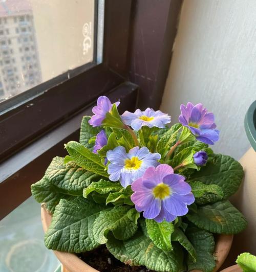 渐变色的花代表什么？它们的象征意义有哪些？